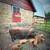 Feeder Pigs 2 thumbnail