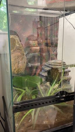 Crested Gecko (Twin Lake)63910107061507123