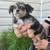 Mini Australian Shepherds Puppies For Rehome 3 thumbnail