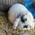Holland Lop Rabbits 2 thumbnail