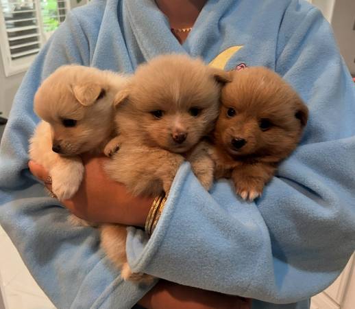 Rehoming Pomeranian Pups 1