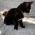Kitten 4 thumbnail