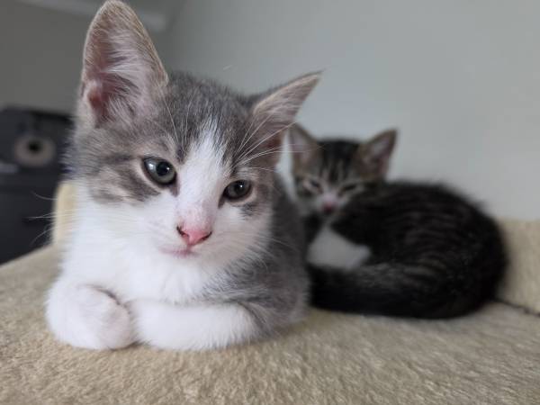 Kittens592776094035496961