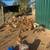 Red star hens 1 thumbnail