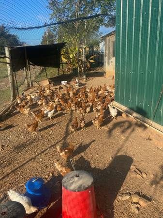 Red star hens 1