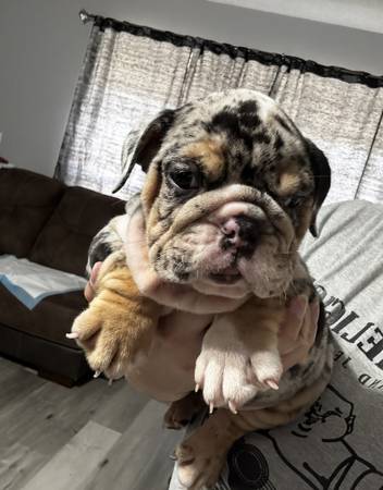 English Bulldog females (Pearland)63859316086017122