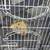 $150 rat/ferret/chinchilla cage 1 thumbnail