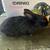New Zealand/Flemish Giant mix bunny rabbits 6 thumbnail
