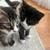 Free kittens rehoming 1 thumbnail