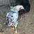 Hens/roosters for sale 9 thumbnail