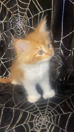 Hembra Mainecoon con dedos polidactílicos (Conroe)63859313793153120
