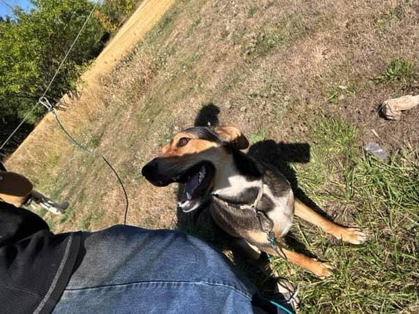 Year old mixed dog free to good home (Hillsboro, OR)63842374325379122