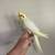 Cockatiels 2 thumbnail