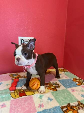 Rehoming boston terriers (Terra Bella)63873027139585122