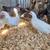 Leghorn Pullets 2 and a half months to 3 months old Chickens. Vaccinated for Mar 5 thumbnail