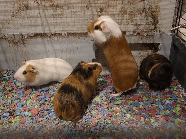 Guinea Pigs (Trinity)64319208339970120