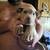 13 week old pitbull puppies 5 thumbnail