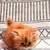 Persian kittens 6 thumbnail