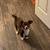 chiwennie Chihuahua 1 thumbnail