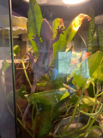 Rehoming Crested Gecko Everything Included (Tigard)63916333562371122