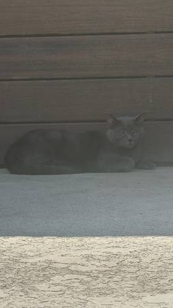 gato perdido    dobson & southern (mesa)63967288283651123