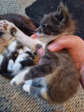 Six 6-Week Old Kittens Rehoming (Olive Branch)63416390857217123