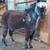 Horse clipping, plaiting/braiding, and sheath cleaning 8 thumbnail