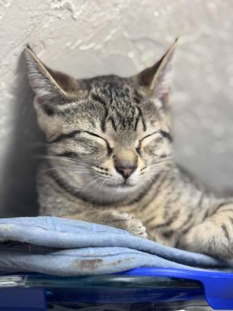 Mom Cat & Kittens (Point Breeze/Pittsburgh)63624514984193121
