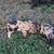 Kune Kune Piglets for sale 3 thumbnail
