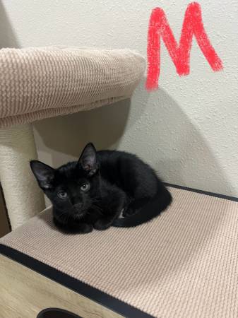 Kittens and momma cat63861890228353122