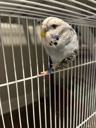 Rehoming budgie (Cullman)63660350007809122