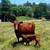 Cattle cows Beefmaster 4 thumbnail