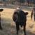 for sale 10 steers 2 thumbnail