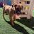 Black Mouth Cur 5 thumbnail