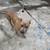 1 year old American bulldog 1 thumbnail