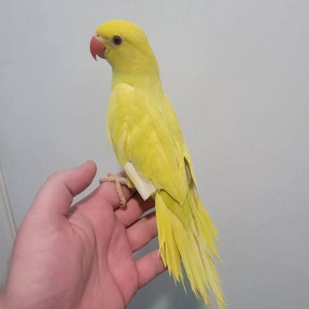 Variety of parrots! Ringnecks, green cheeks, cockatiels, and others! (Dunnellon/Ocala)63687882939777122