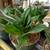 Birdnest Whitney Sansevieria House Plant 1 thumbnail