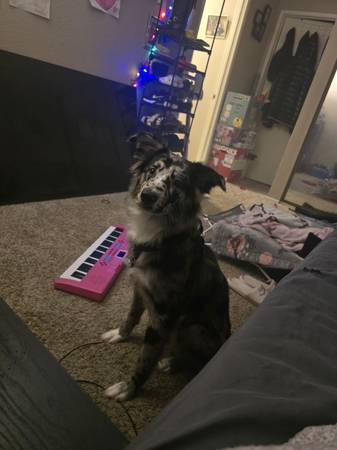 Blue Merle Australian shepherd 1