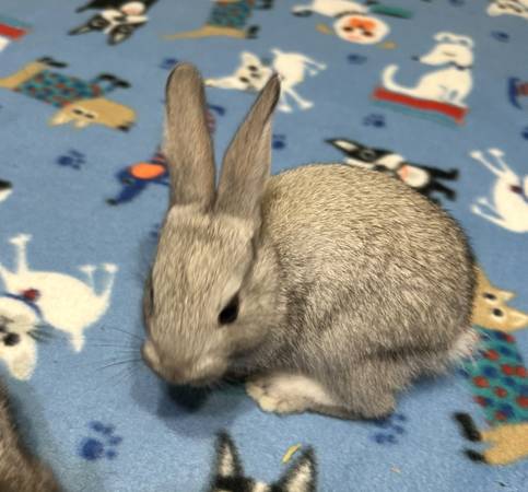 Baby Rabbits (South hill)63684416409473120