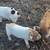 Charming and lively Kunekune piglets 3 thumbnail