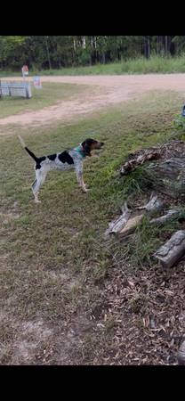Coonhound pup (Georgetown)63882720812417120