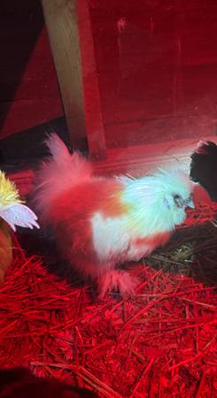 Rooster Available for Rehome 1