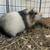 Male Guinea Pig 2 thumbnail
