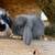 Holland Lops 14 thumbnail
