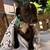 Puppies 8 thumbnail