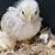 Serama bantams chicks 8 thumbnail