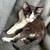 Kitten to good home 9 thumbnail