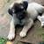 LGD Turkish Kangal Shepherd Puppies 2 thumbnail