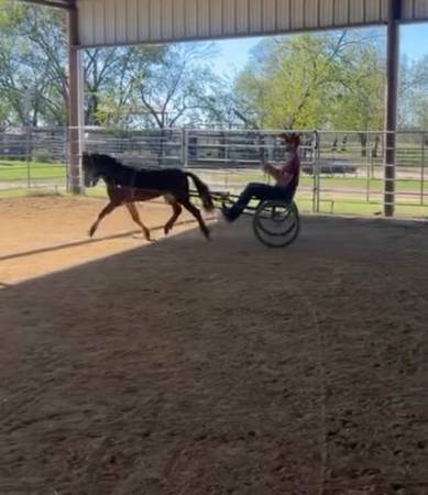 Mini driving stallion 1