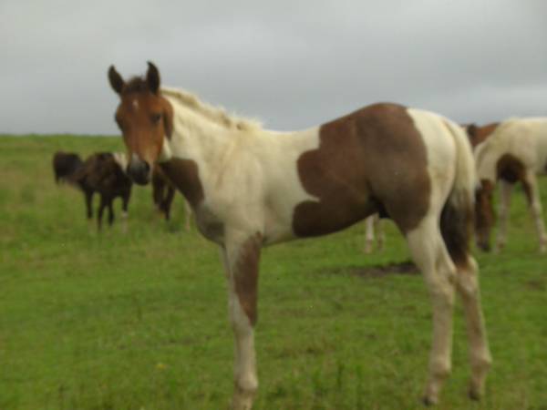 Roan Paint Spring Stud Colt 1